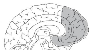 Βιβλίο για τον εγκέφαλο που διαβάζεται στο διαδίκτυο Ροκ πώς να χρησιμοποιήσετε τον εγκέφαλο