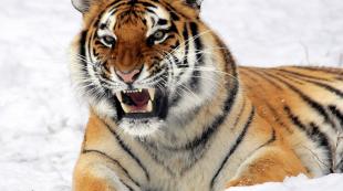 «Ερμηνεία ονείρου της φυγής από την Τίγρη, ονειρεύτηκα γιατί ονειρεύεσαι να φύγεις από την Τίγρη σε ένα όνειρο