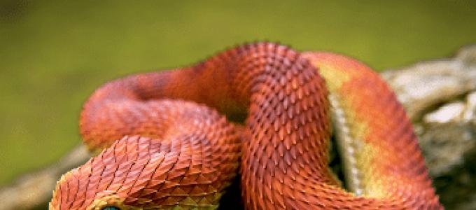 뱀을 죽이는 꿈을 꾸는 이유 : 기본 해석